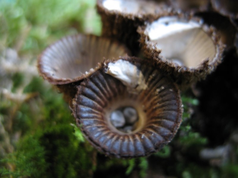 Cyathus striatus